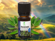RAVENSARA | RAVENSARA AROMATICA | GARDIANUL PURIFICĂRII | CUM NE CONECTĂM CU ENERGIA ULEIURILOR ETERICE (1)
