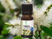 CAJEPUT | MELALEUCA CAJUPUTI | ELIBEREAZĂ EMOȚIILE BLOCATE | CUM NE CONECTĂM CU ENERGIA ULEIURILOR ETERICE (13)