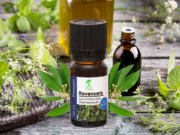 ULEIUL ESENȚIAL DE RAVENSARA | RAVENSARA AROMATICA | ULEIUL PURIFICĂRII ȘI ALINĂRII
