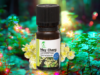 MAY CHANG | LITSEA CUBEBA | UN PLUS DE ENERGIE VITALĂ | CUM NE CONECTĂM CU ENERGIA ULEIURILOR ETERICE (5)