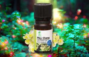 MAY CHANG | LITSEA CUBEBA | UN PLUS DE ENERGIE VITALĂ | CUM NE CONECTĂM CU ENERGIA ULEIURILOR ETERICE (5)